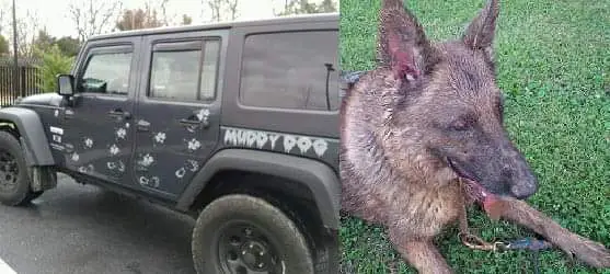 muddy dog jeep German shepherd
