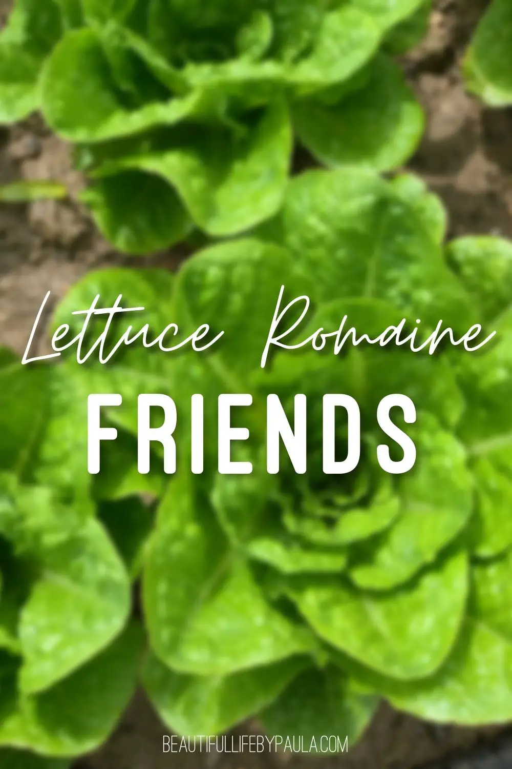 lettuce romaine friends pun