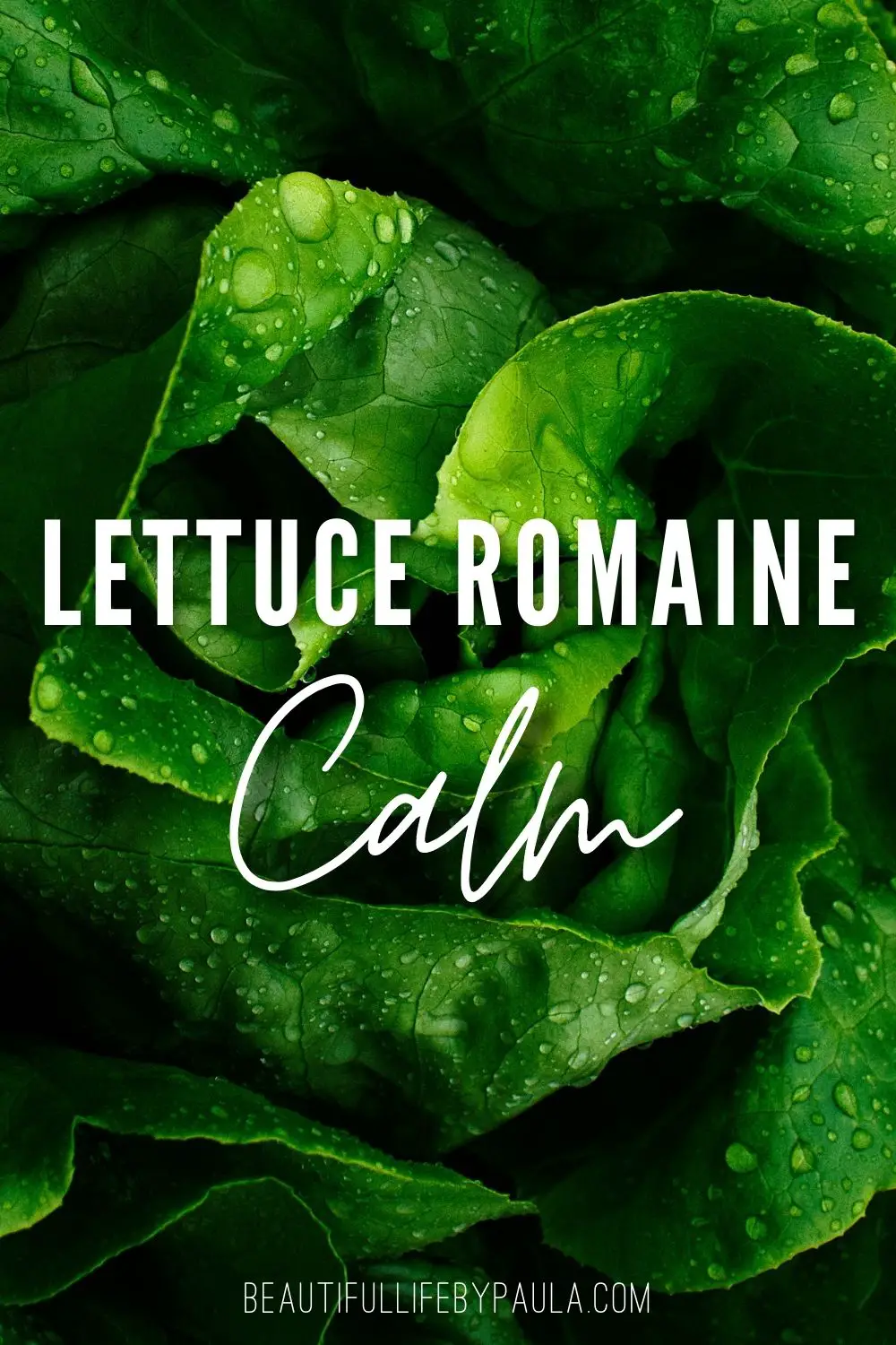 lettuce romaine calm pun